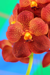 Obraz na płótnie Canvas orange orchid flowers in the nature