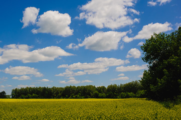 blossoming yellow field on a background of blue sky with clouds