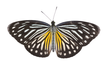 Fototapeta na wymiar Malayan Wanderer butterfly