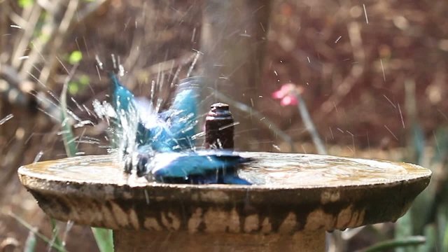 Starling birds splashing water in a beautiful birdbath