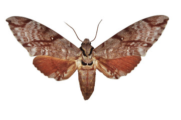 Meganoton analis moth