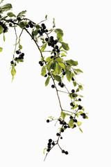 Zweig mit Früchten Schlehdorn,Schlehe,Schlehen (Prunus spinosa)