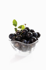 Blackthorn Früchte ( Prunus spinosa) in der Schüssel