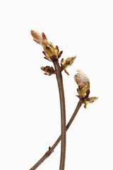 Kastanienknospe vor weißem Hintergrund