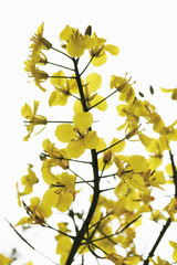 Nahaufnahme von Rapsblüten vor weißem Hintergrund