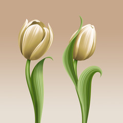 white tulips vintage floral illustration, isolated flowers