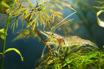 Asian glass shrimp Macrobrachium lanchesteri in aquarium
