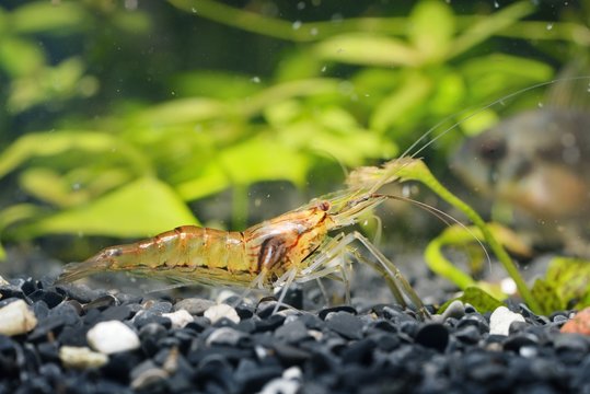 Asian glass shrimp Macrobrachium lanchesteri in aquarium