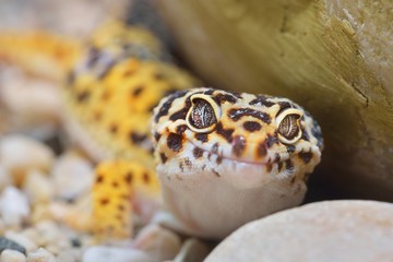 Naklejka premium Leopard gecko Eublepharis macularius in the Zoo