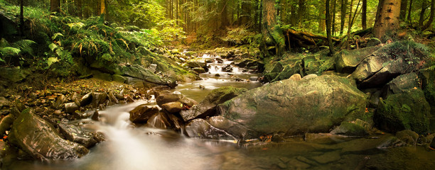 Panoramic image of the forest brook in the mountains