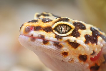Fototapeta premium Leopard gecko Eublepharis macularius in the Zoo