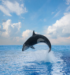 jumping killer whale © neirfy