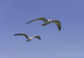One bird in focus fly in the sky