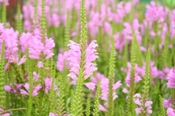 Obraz premium Pink flowers