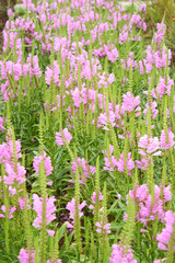 Obraz premium Pink flowers