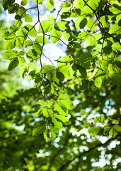 forest branches with green leaves