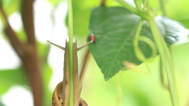 Macro close up snail slips on climber plant.