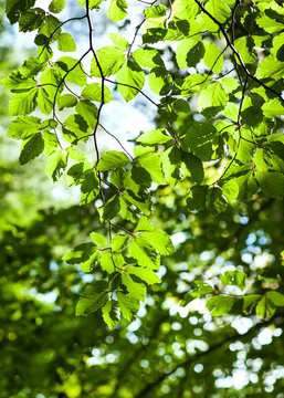 forest branches with green leaves