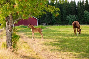 Horse and foal on the farm