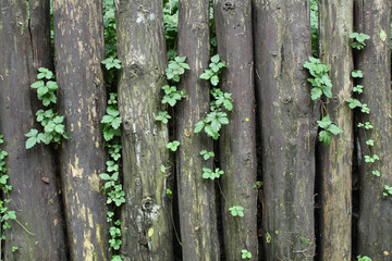 wooden fence