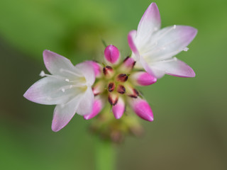 里山の小さな野の花ミゾソバ