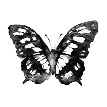 Black And White Butterflies Images – Browse 251,517 Stock Photos, Vectors,  and Video