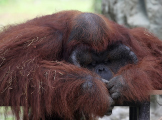 Orang Utan resting