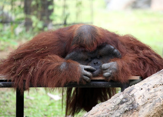 Orang Utan resting © pongmanat tasiri