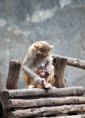 The Mother Monkey and Son