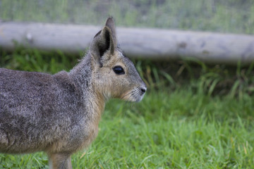mara or Dolichotis