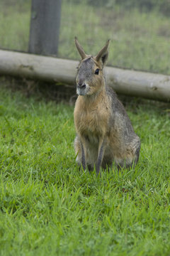 Mara Or Dolichotis