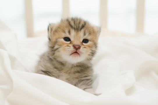 newborn kitten of American Shorthair