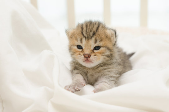 newborn kitten of American Shorthair