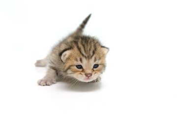 Fototapeta premium Newborn tabby kitten on white background