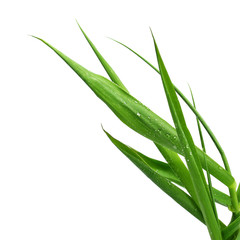 blade of grass isolated on white background