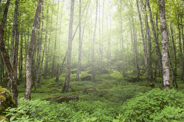 Obraz premium Wald