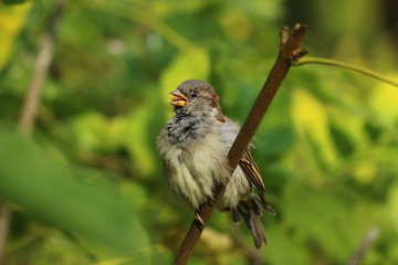 sparrow on the white background