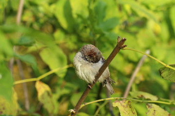 sparrow on the white background