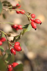 Beauty of a rosehip