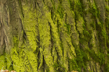 moss on the white background