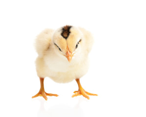 Obraz premium Chicken