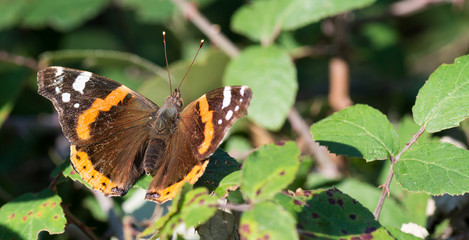 Papillon orange et noir