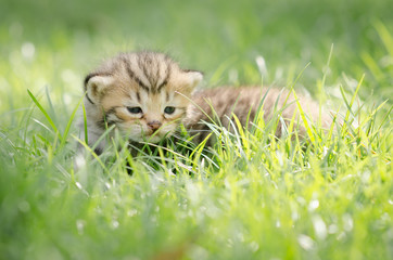 Cute newborn kitten american shorthair on grass