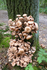 Armillaria ostoyae Honey Mushroom