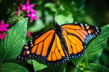 Crédence de cuisine en verre imprimé Papillon Monarque Danaus Plexippus