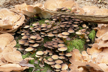 Bracket fungi in a circle