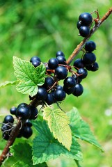 Branch with berries of black currant