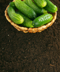 Fresh cucumbers in basket on earth.