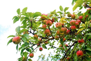 Rich bunch of red apples on a branch