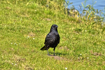 Ein schwarzer Raabe